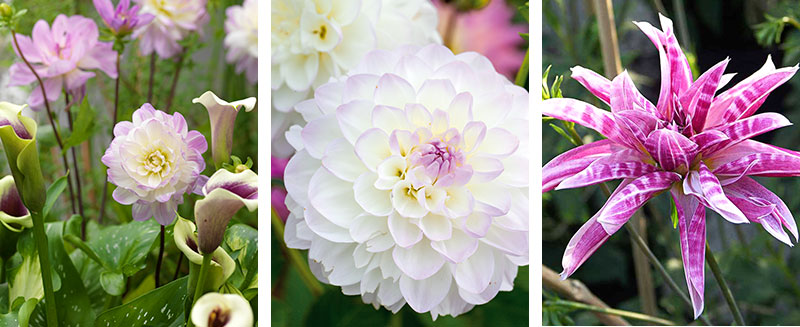 dekorativdahlia bolldahlia orkidédahlia